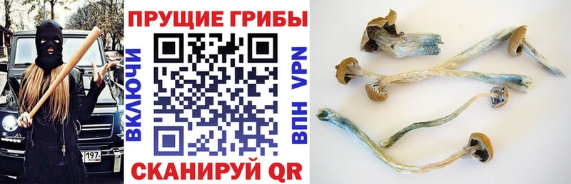 Галлюциногенные грибы Magic Shrooms  закладка  дарк нет официальный сайт  Тавда 